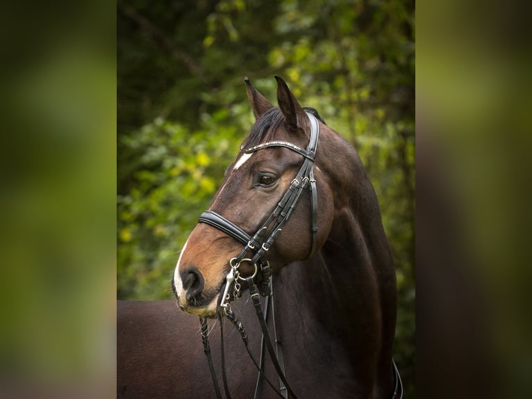 Hannoveriano Caballo castrado 8 años 167 cm Castaño in Uetersen