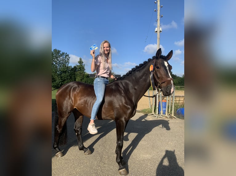 Hannoveriano Caballo castrado 8 años 167 cm Castaño oscuro in Westervoort