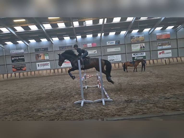 Hannoveriano Caballo castrado 8 años 167 cm Castaño oscuro in Westervoort