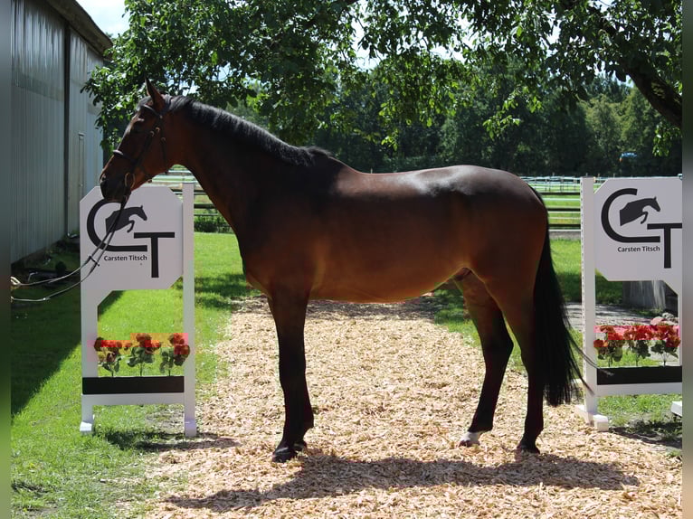 Hannoveriano Caballo castrado 8 años 167 cm Castaño oscuro in Langlingen