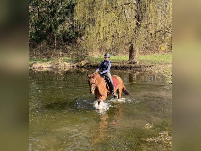 Hannoveriano Caballo castrado 8 años 168 cm Alazán in Lüneburg