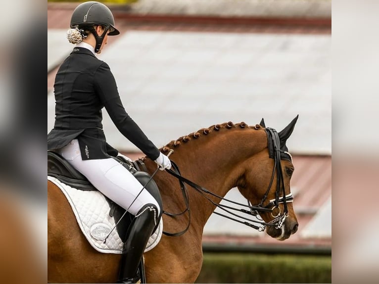 Hannoveriano Caballo castrado 8 años 168 cm Alazán in Lüneburg