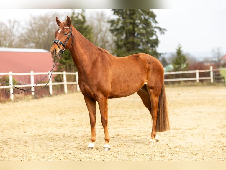 Hannoveriano Caballo castrado 8 años 168 cm Alazán in Iserlohn