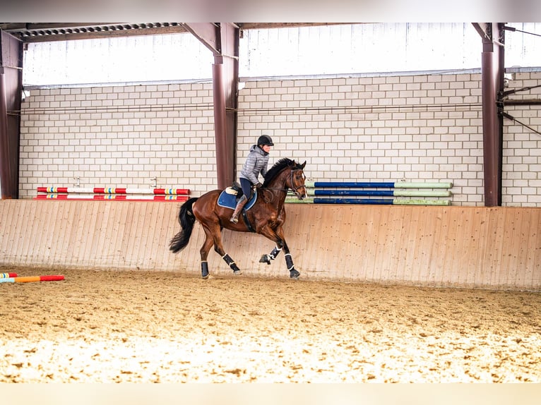 Hannoveriano Caballo castrado 8 años 168 cm Castaño in Glandorf
