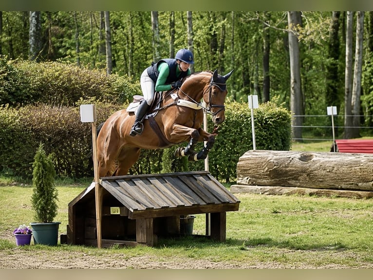 Hannoveriano Caballo castrado 8 años 168 cm Castaño claro in Pelmberg