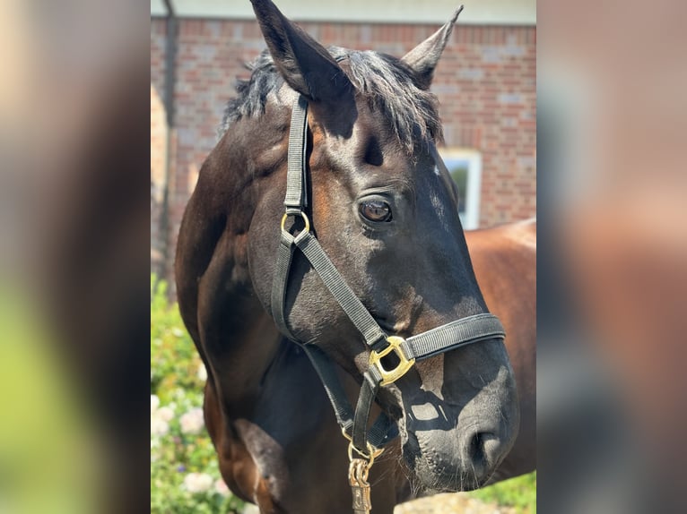 Hannoveriano Caballo castrado 8 años 168 cm Negro in Lübeck