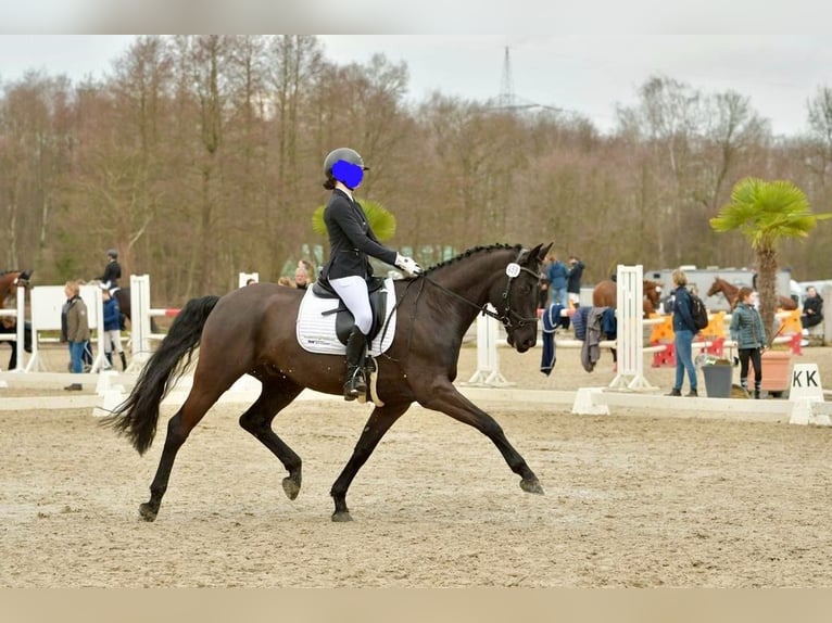 Hannoveriano Caballo castrado 8 años 168 cm Negro in Lübeck