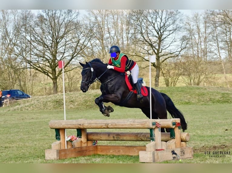 Hannoveriano Caballo castrado 8 años 168 cm Negro in Lübeck