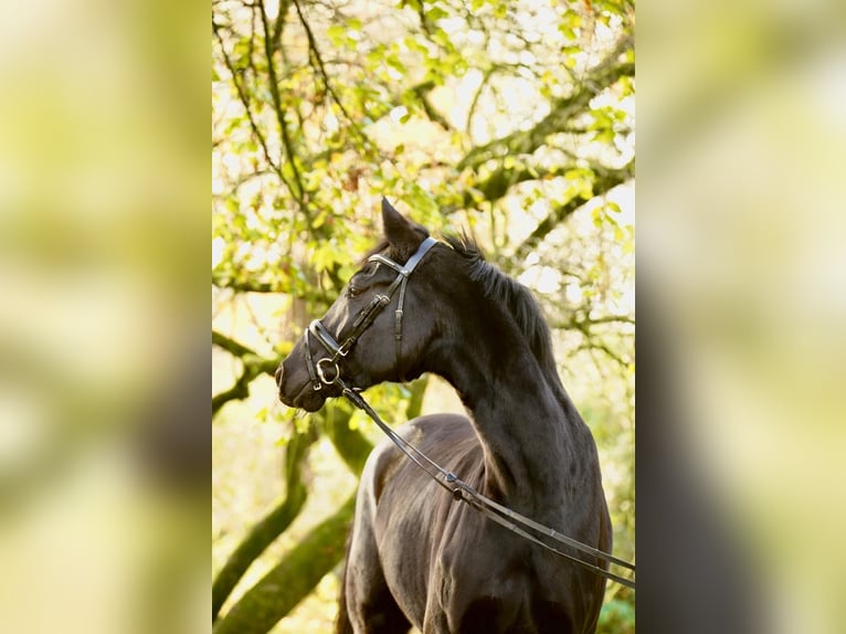 Hannoveriano Caballo castrado 8 años 168 cm Negro in Dorsten