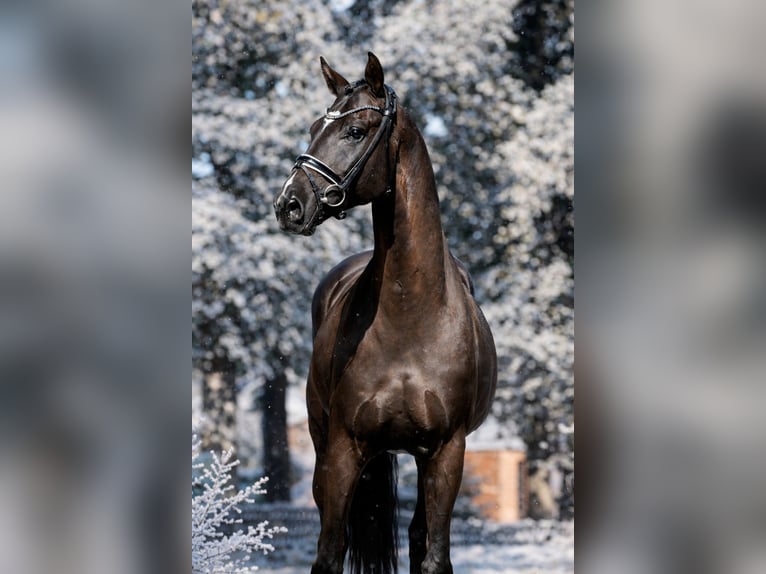 Hannoveriano Caballo castrado 8 años 168 cm Negro in Celle