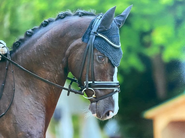 Hannoveriano Caballo castrado 8 años 168 cm Negro in Hepstedt