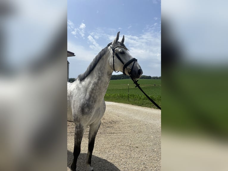 Hannoveriano Caballo castrado 8 años 168 cm Tordo in Eurasburg