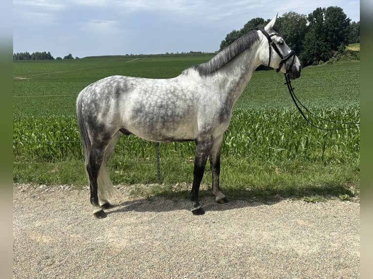 Hannoveriano Caballo castrado 8 años 168 cm Tordo in Eurasburg