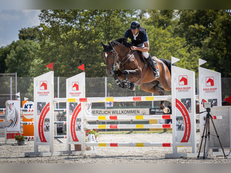 Hannoveriano Caballo castrado 8 años 169 cm Castaño in Leutershausen