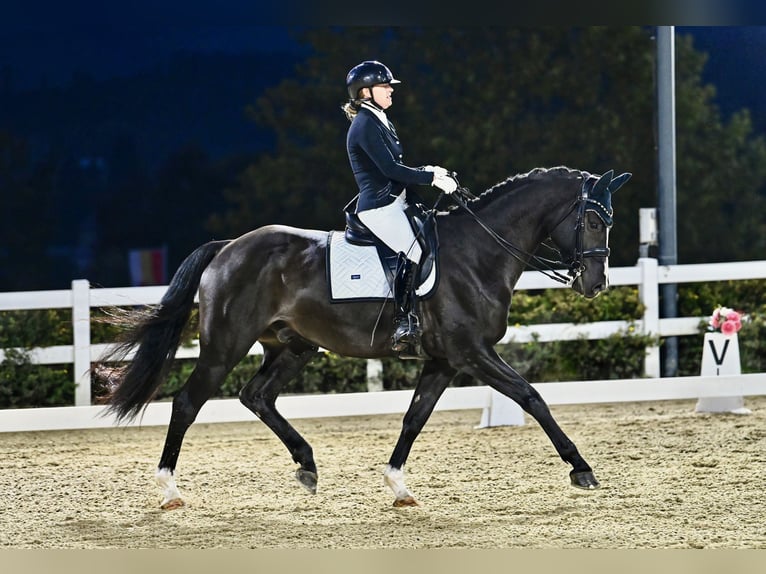 Hannoveriano Caballo castrado 8 años 169 cm Negro in Bodenkirchen