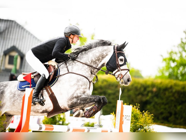 Hannoveriano Caballo castrado 8 años 169 cm Tordo in Secymin Polski