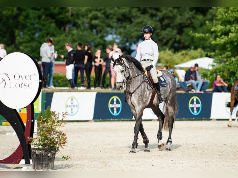 Hannoveriano Caballo castrado 8 años 169 cm Tordo in Secymin Polski