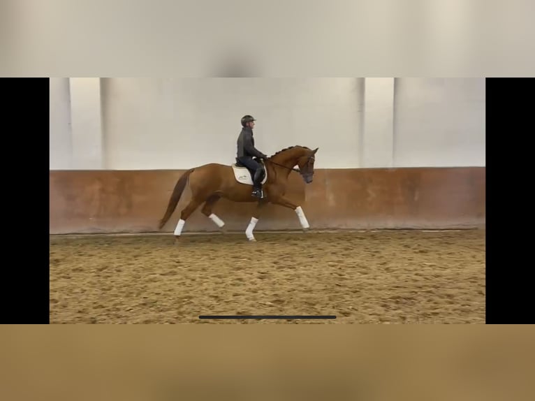 Hannoveriano Caballo castrado 8 años 170 cm Alazán in Albig