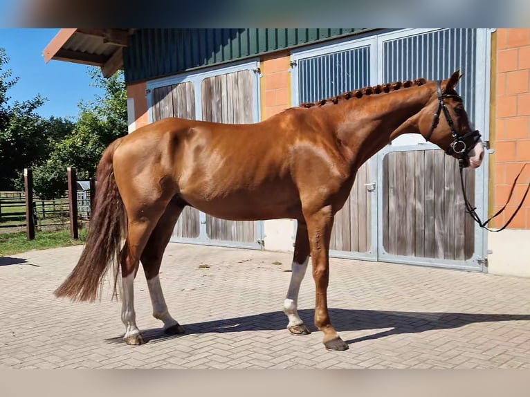Hannoveriano Caballo castrado 8 años 170 cm Alazán in Walsrode