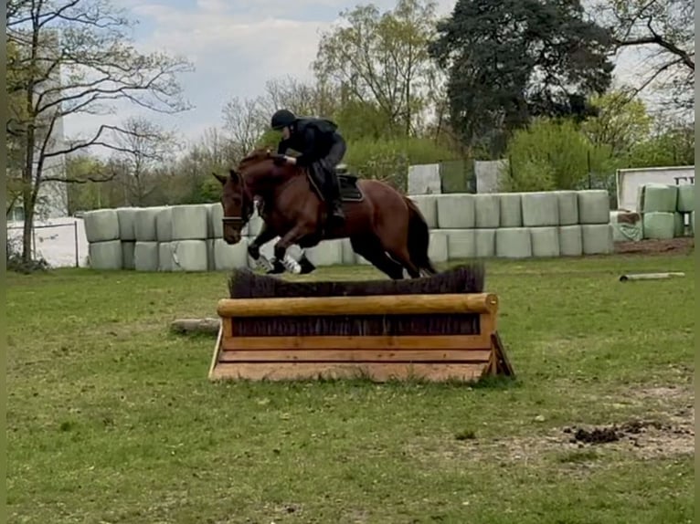 Hannoveriano Caballo castrado 8 años 170 cm Alazán in Heiligenhaus