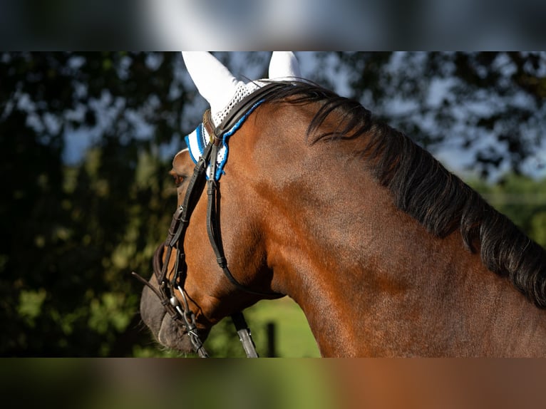 Hannoveriano Caballo castrado 8 años 170 cm Alazán-tostado in Baden-Baden