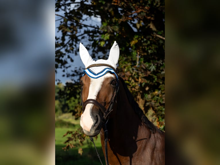 Hannoveriano Caballo castrado 8 años 170 cm Alazán-tostado in Baden-Baden