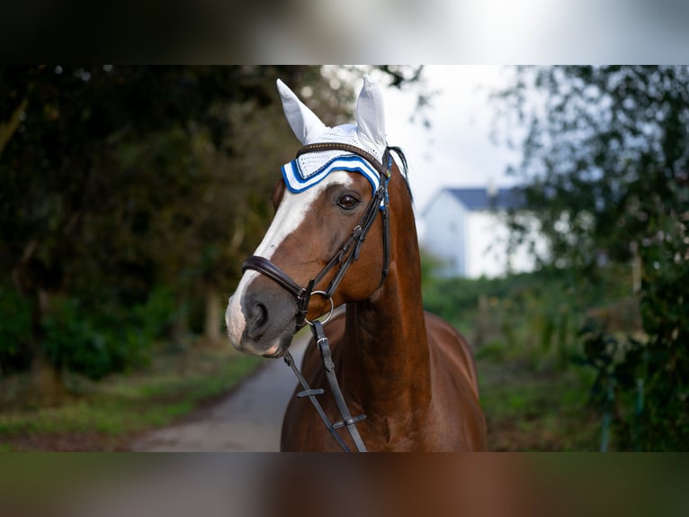 Hannoveriano Caballo castrado 8 años 170 cm Alazán-tostado in Baden-Baden