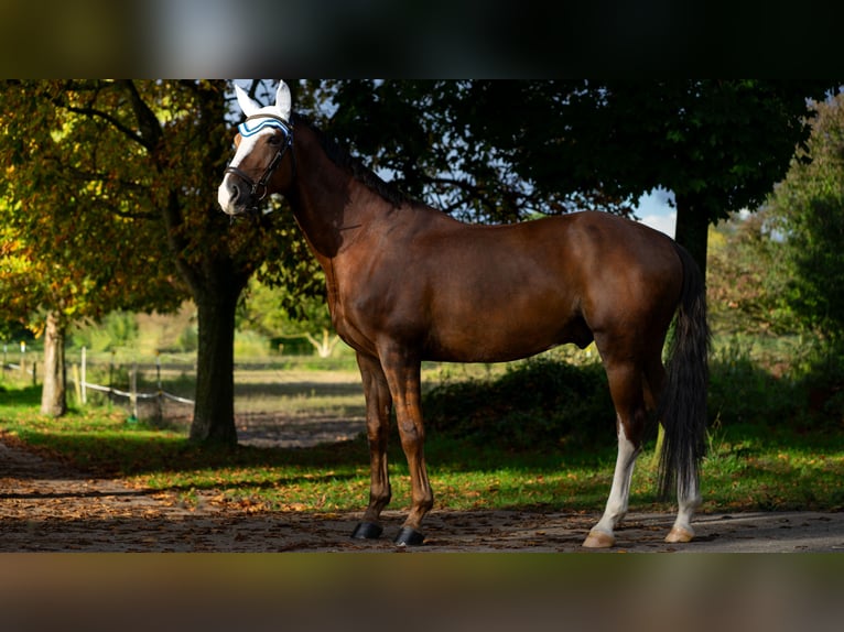 Hannoveriano Caballo castrado 8 años 170 cm Alazán-tostado in Baden-Baden