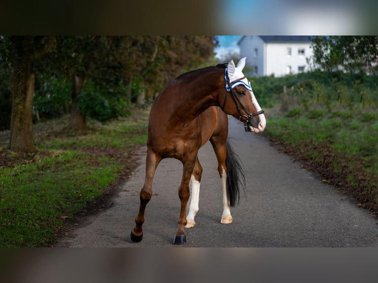 Hannoveriano Caballo castrado 8 años 170 cm Alazán-tostado in Baden-Baden