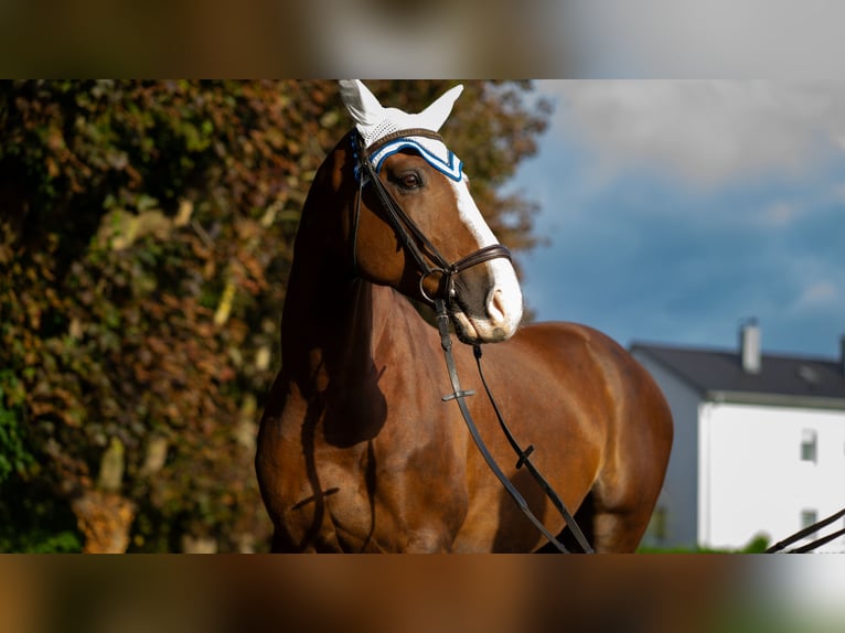 Hannoveriano Caballo castrado 8 años 170 cm Alazán-tostado in Baden-Baden