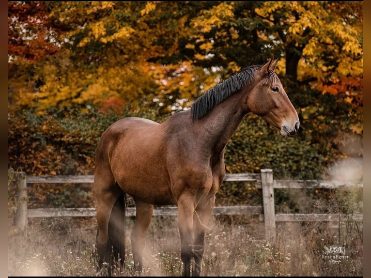 Hannoveriano Caballo castrado 8 años 170 cm Castaño in Nürnberg