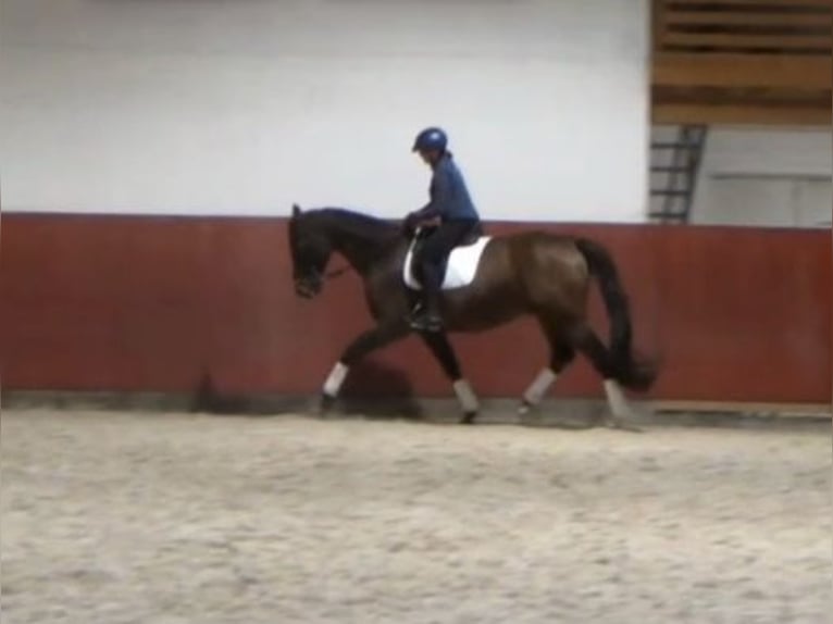 Hannoveriano Caballo castrado 8 años 170 cm Castaño in Nennhausen