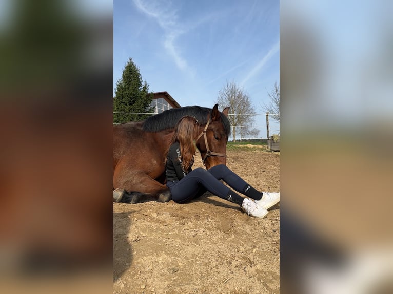 Hannoveriano Caballo castrado 8 años 170 cm Castaño in Rostock