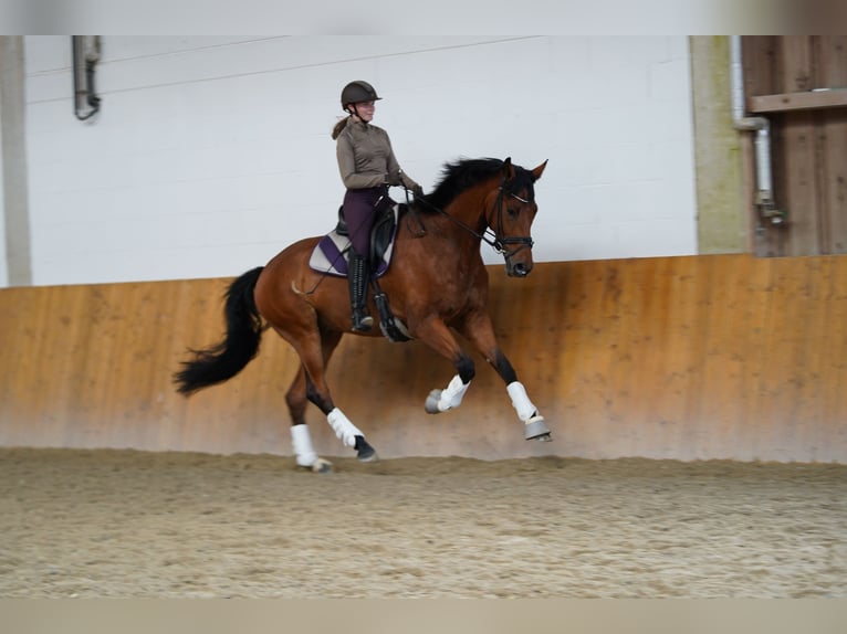 Hannoveriano Caballo castrado 8 años 170 cm Castaño in Rostock