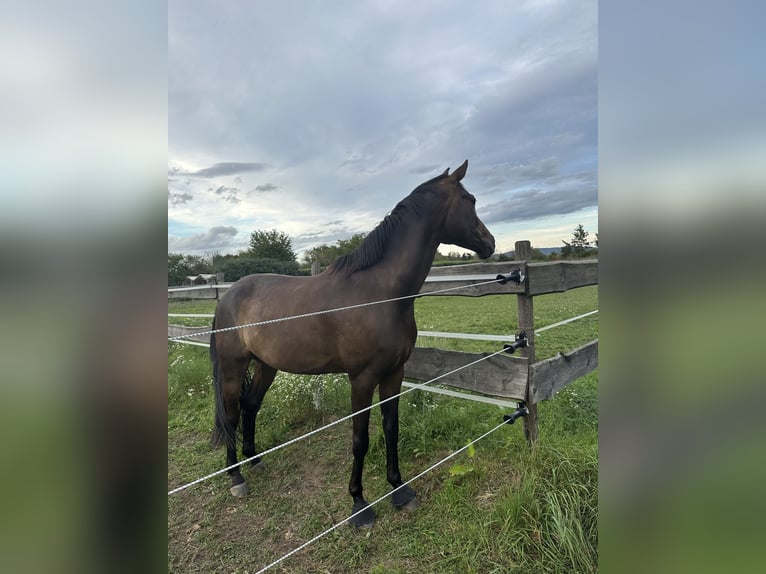 Hannoveriano Caballo castrado 8 años 170 cm Castaño in Viernheim