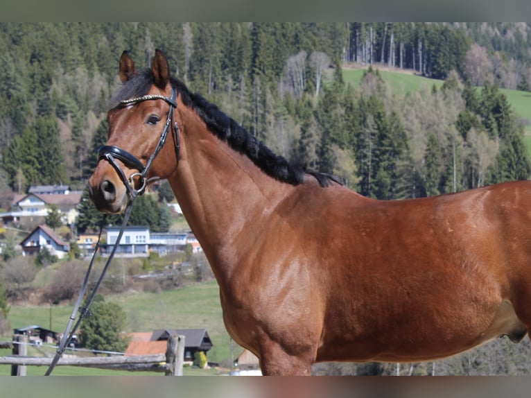 Hannoveriano Caballo castrado 8 años 170 cm Castaño in St. Marein/Feistritz