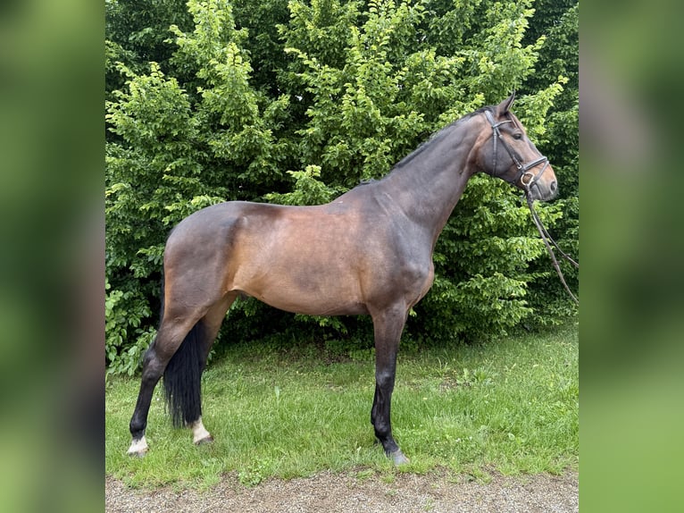 Hannoveriano Caballo castrado 8 años 170 cm Castaño in Filderstadt