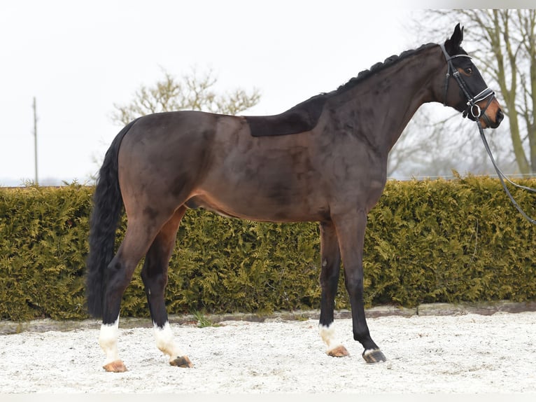 Hannoveriano Caballo castrado 8 años 170 cm Castaño oscuro in Tiddische
