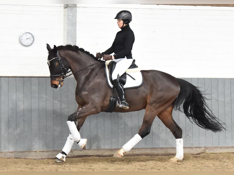 Hannoveriano Caballo castrado 8 años 170 cm Castaño oscuro in Tiddische