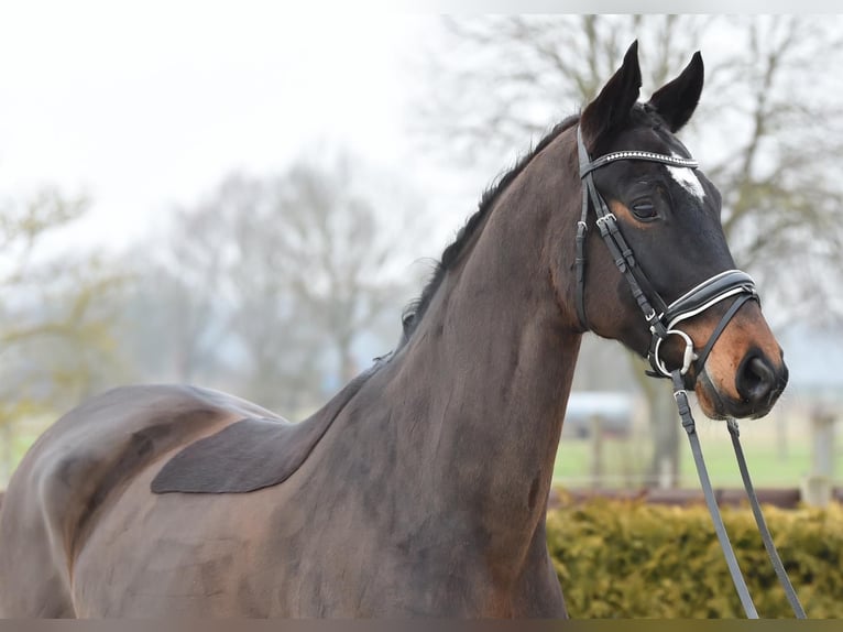 Hannoveriano Caballo castrado 8 años 170 cm Castaño oscuro in Tiddische