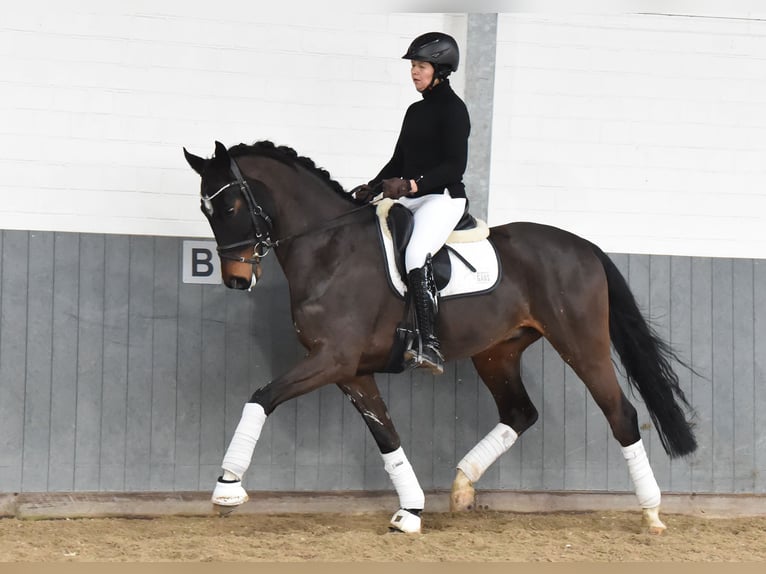 Hannoveriano Caballo castrado 8 años 170 cm Castaño oscuro in Tiddische