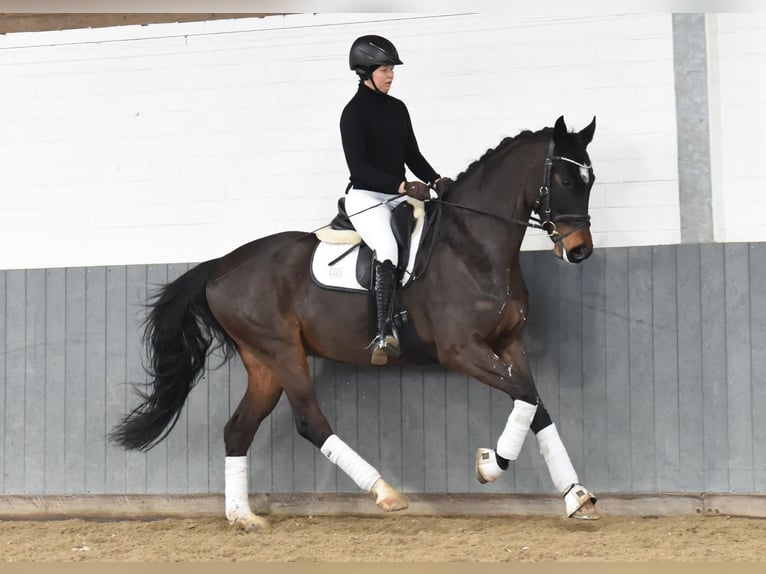 Hannoveriano Caballo castrado 8 años 170 cm Castaño oscuro in Tiddische