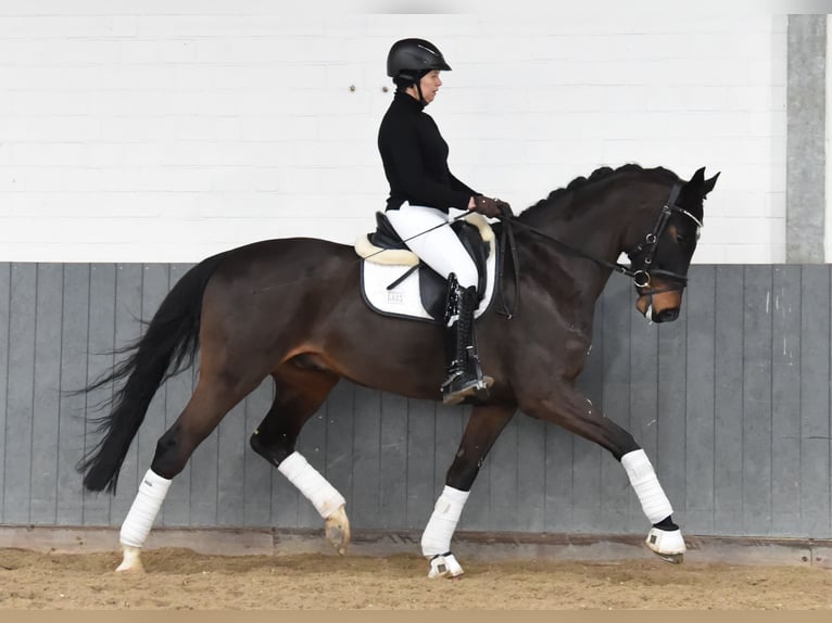 Hannoveriano Caballo castrado 8 años 170 cm Castaño oscuro in Tiddische