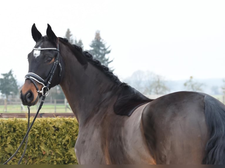 Hannoveriano Caballo castrado 8 años 170 cm Castaño oscuro in Tiddische
