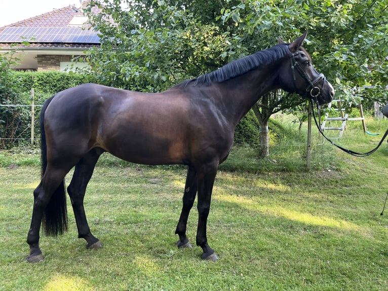 Hannoveriano Caballo castrado 8 años 170 cm Castaño oscuro in Wacken