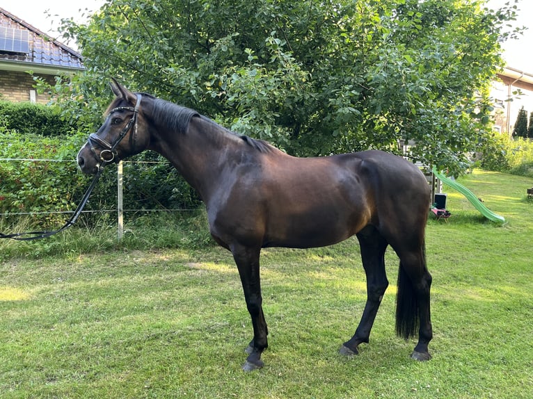 Hannoveriano Caballo castrado 8 años 170 cm Castaño oscuro in Wacken