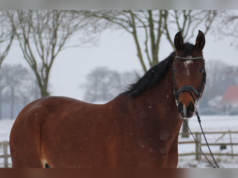 Hannoveriano Caballo castrado 8 años 170 cm Castaño oscuro in Bünde