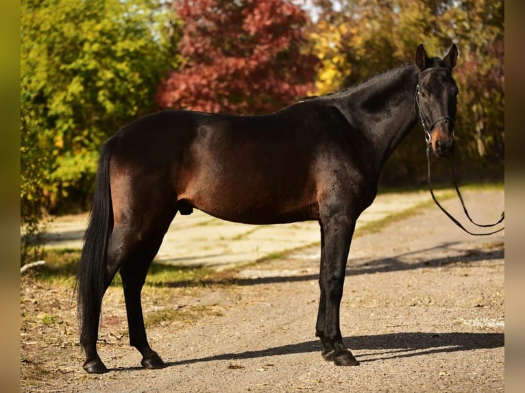 Hannoveriano Caballo castrado 8 años 170 cm Castaño oscuro in Debrecen