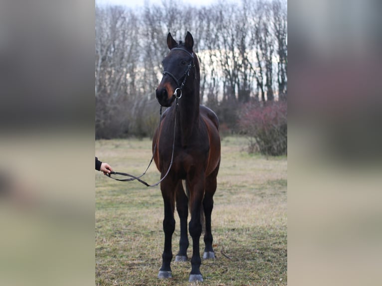 Hannoveriano Caballo castrado 8 años 170 cm Castaño oscuro in Gyula