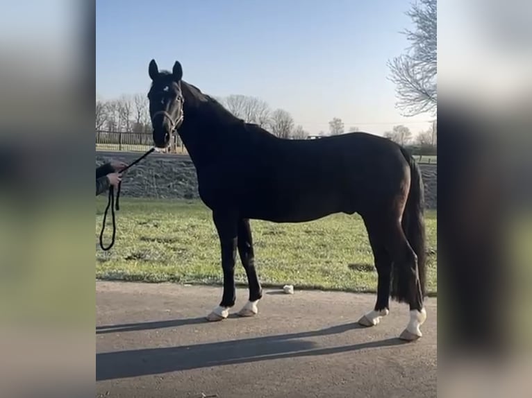 Hannoveriano Caballo castrado 8 años 170 cm Negro in Georgsmarienhütte